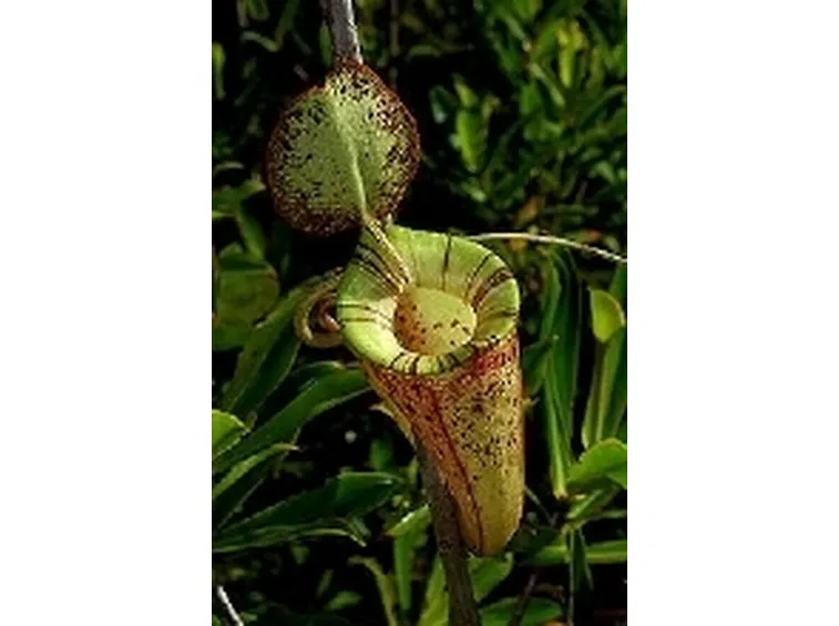 nephentes hookeriana