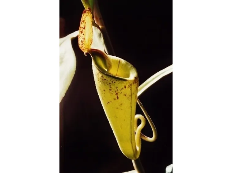 nephentes hookeriana2