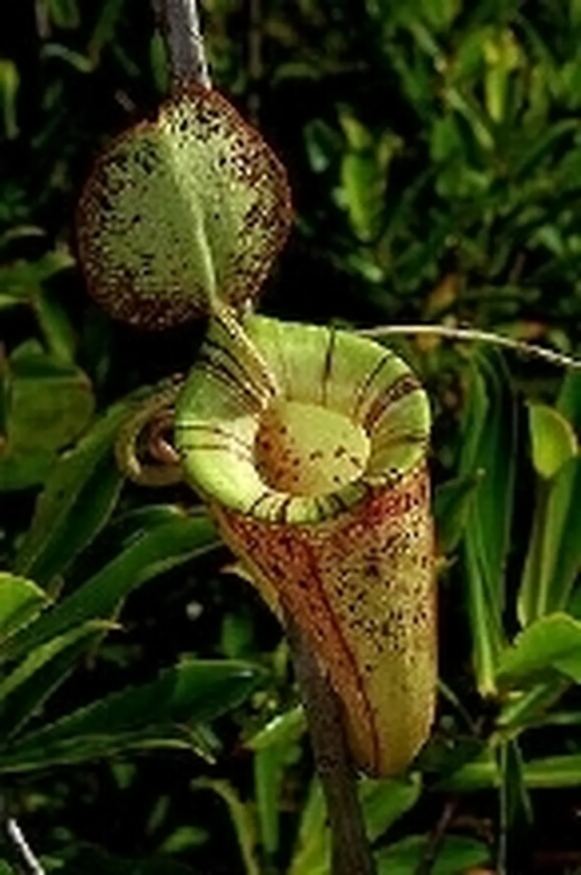 nephentes hookeriana