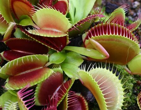 piante carnivore online