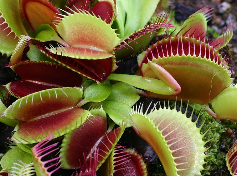 piante carnivore online