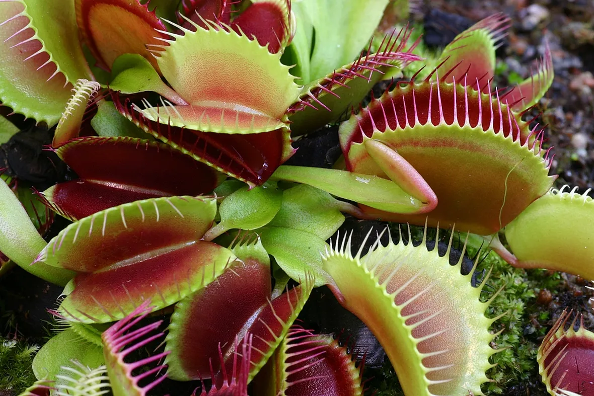 piante carnivore online