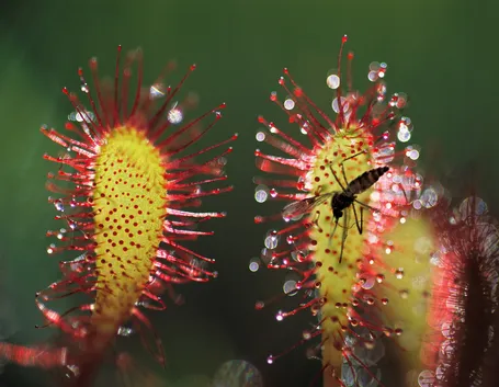 piante carnivore zanzare