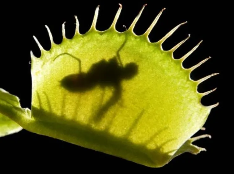 piante carnivore antizanzare