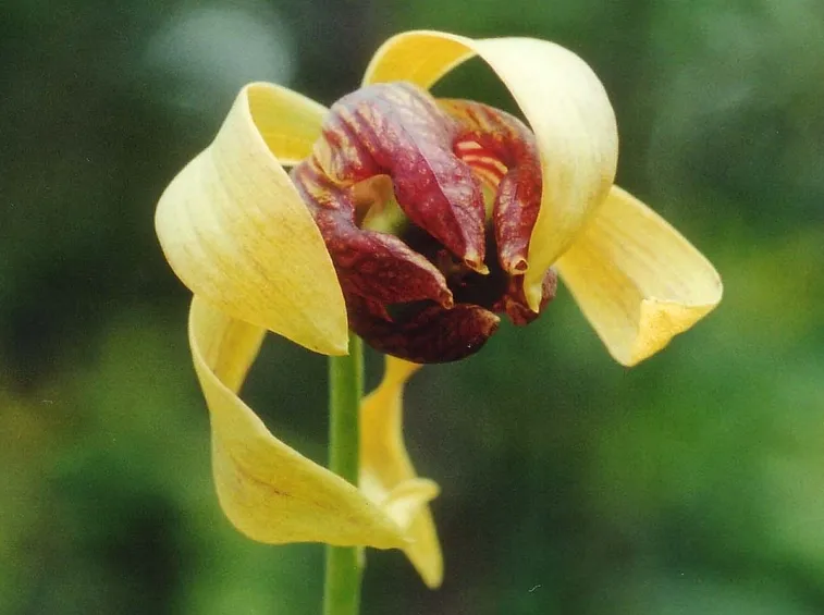 piante antizanzare
