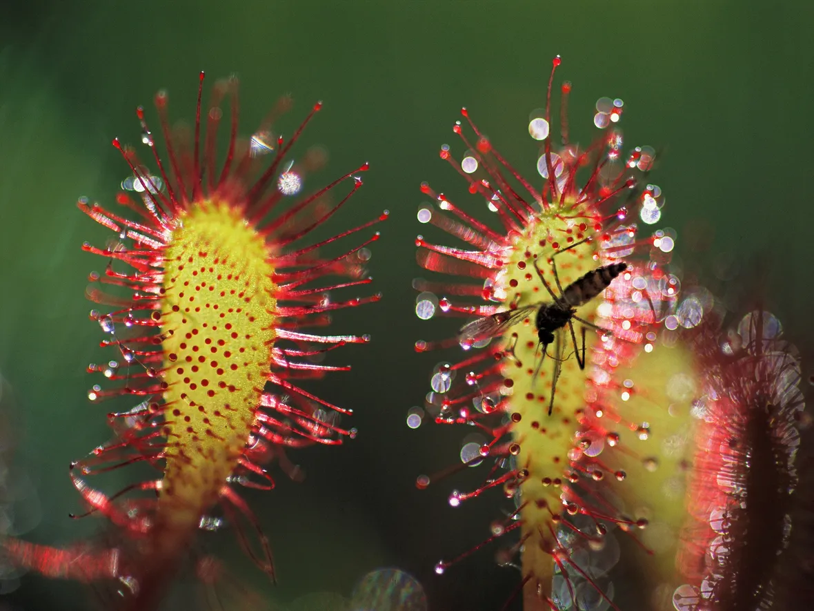 piante carnivore zanzare