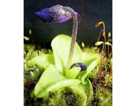 pinguicola grandiflora