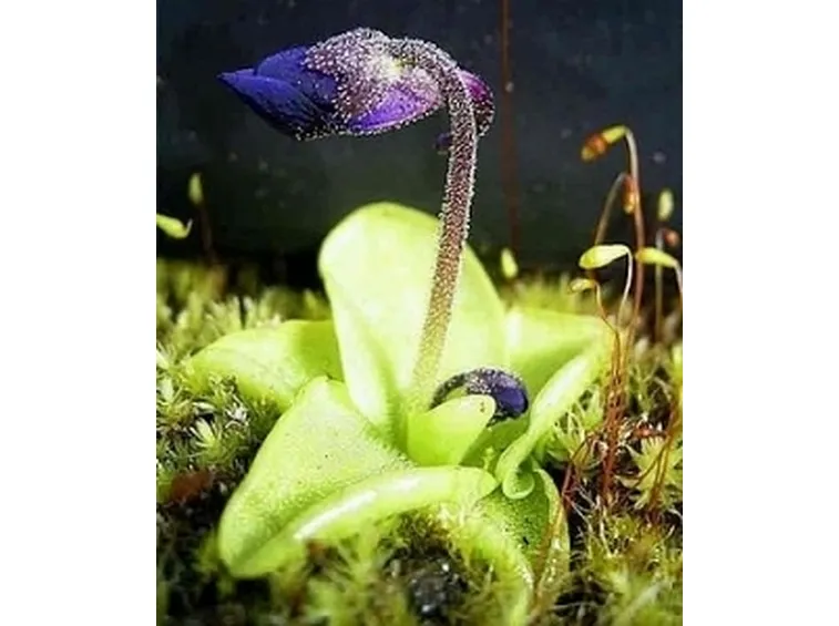 pinguicola grandiflora