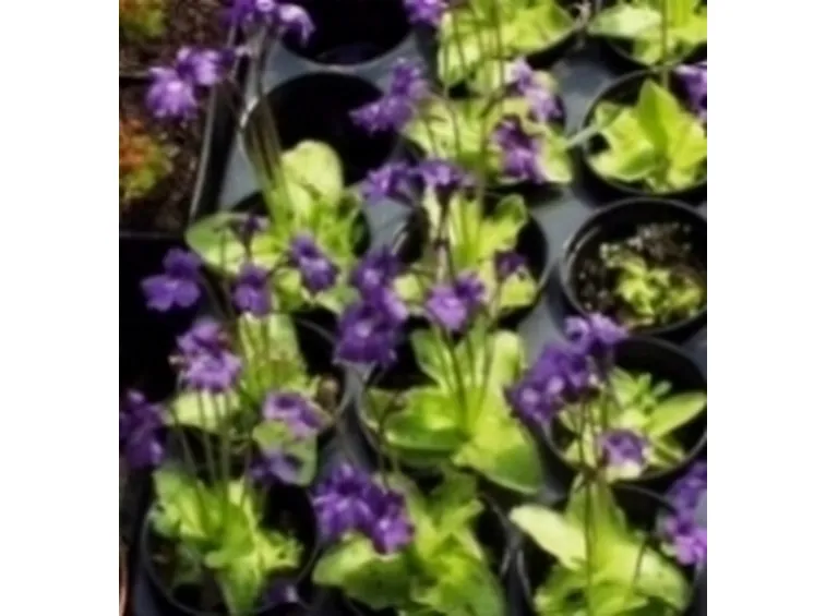 pinguicola grandiflora2