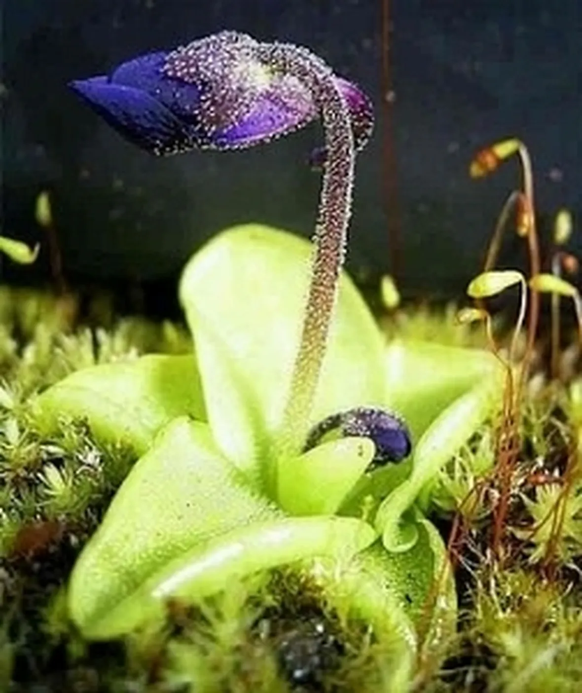 pinguicola grandiflora