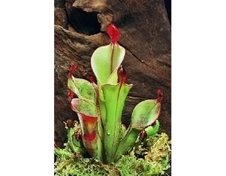 sarracenia