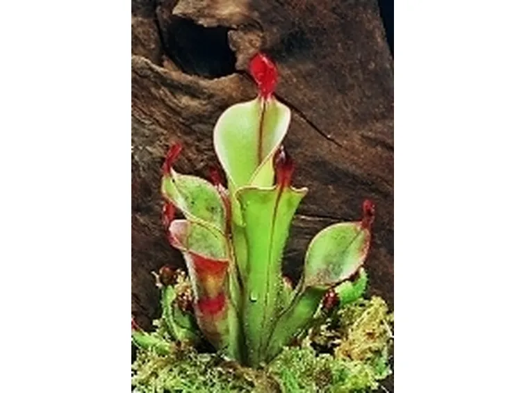 sarracenia