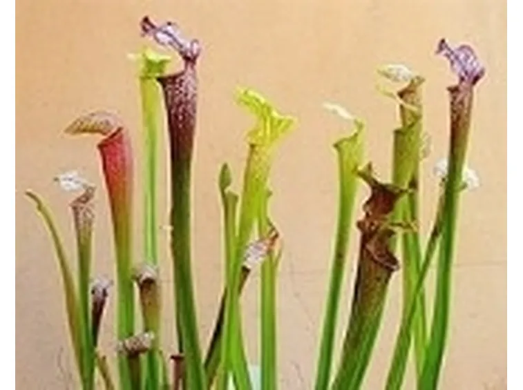 sarracenia2