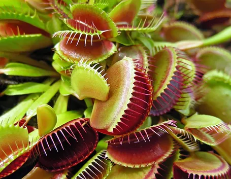 vendita piante carnivore