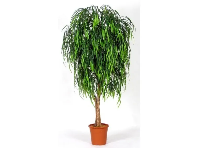 pianta finta salice