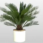 pianta di cycas