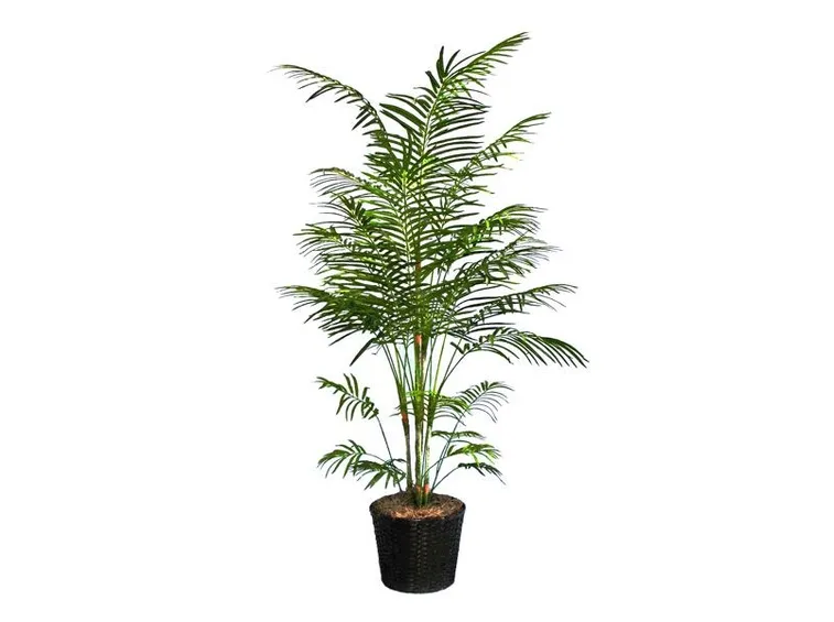 pianta di areca