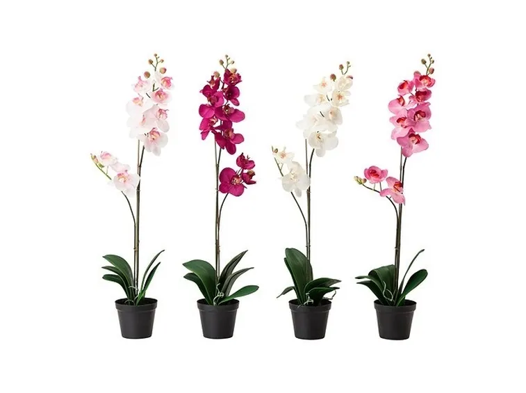 Quattro i colori in cui sono disponibili queste slanciate (70 cm) e delicate Orchidee.