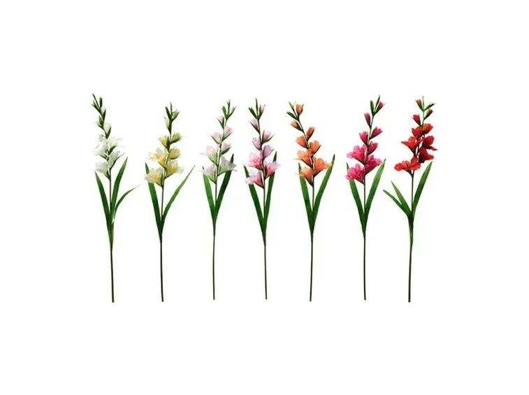 Graziosi Gladioli in sette varianti di colore.