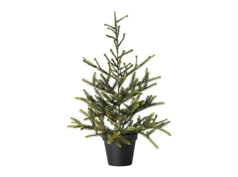 Piccolo e grazoso abete in vaso, alto 56 cm.
