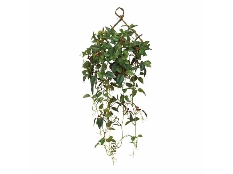 Piante rampicanti o in sospensione