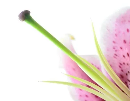 Il pistillo di un fiore