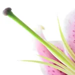 Il pistillo di un fiore