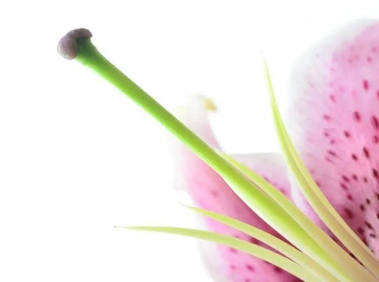 Il pistillo di un fiore