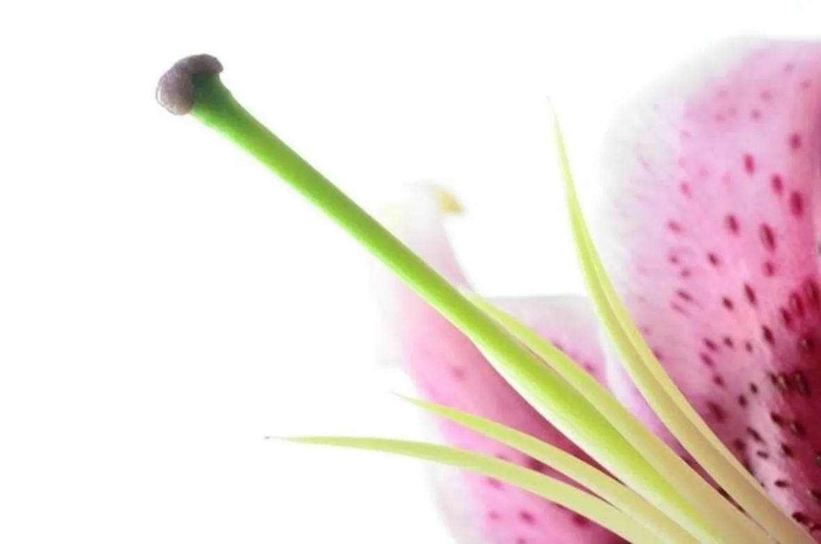 Il pistillo di un fiore