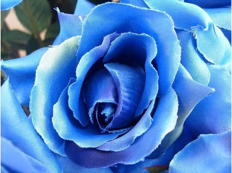 rosa blu di stoffa