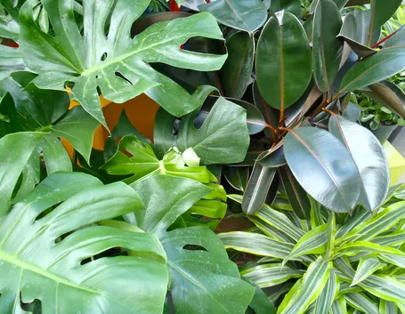 pianta