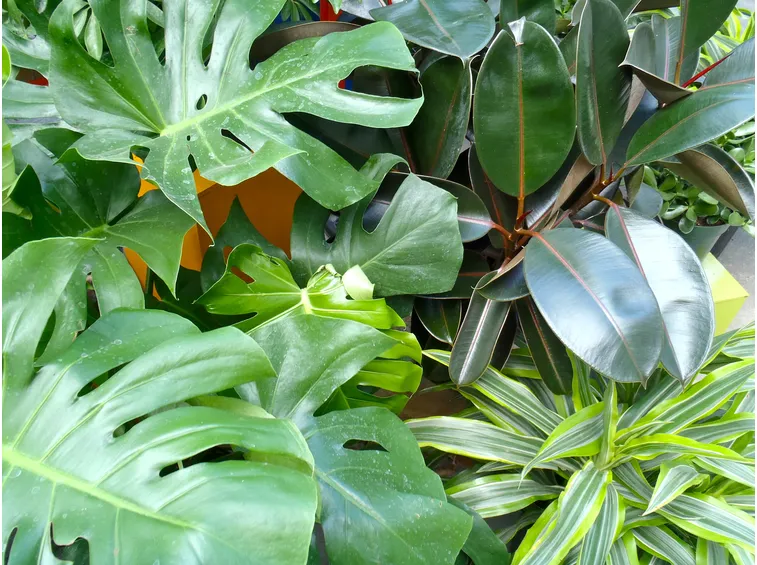 pianta