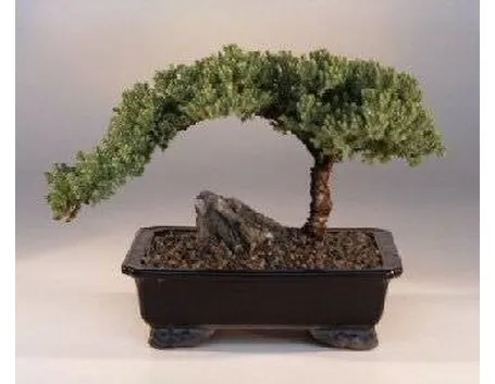 Piante bonsai