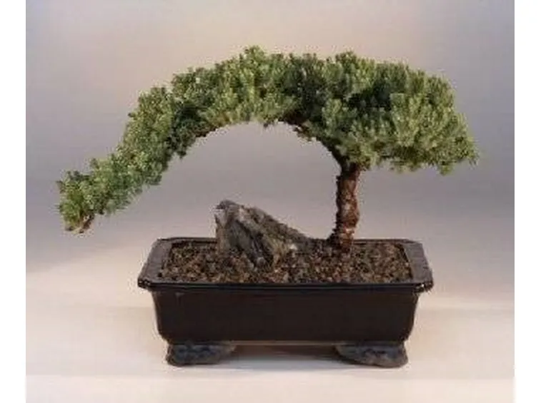 Piante bonsai