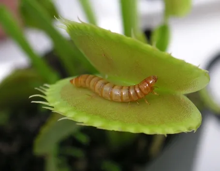 pianta carnivora dionea