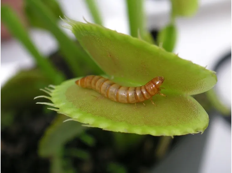 pianta carnivora dionea