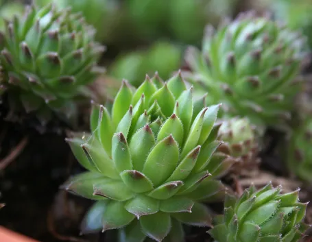 ancistrocactus