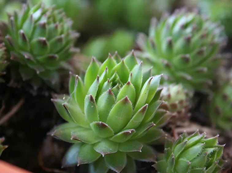 ancistrocactus