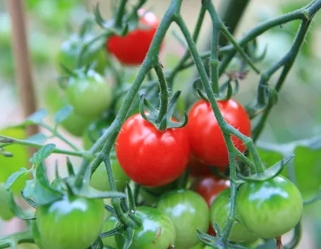 pomodoro