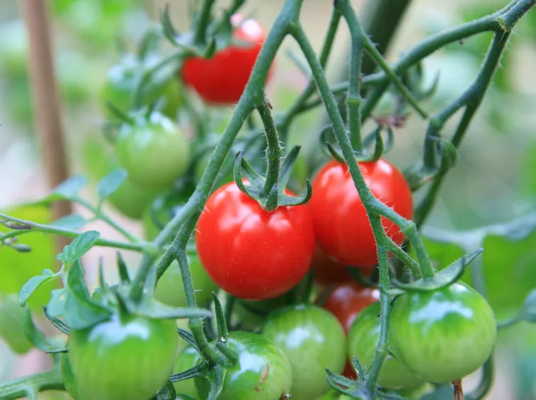 pomodoro