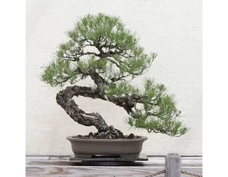 stili bonsai