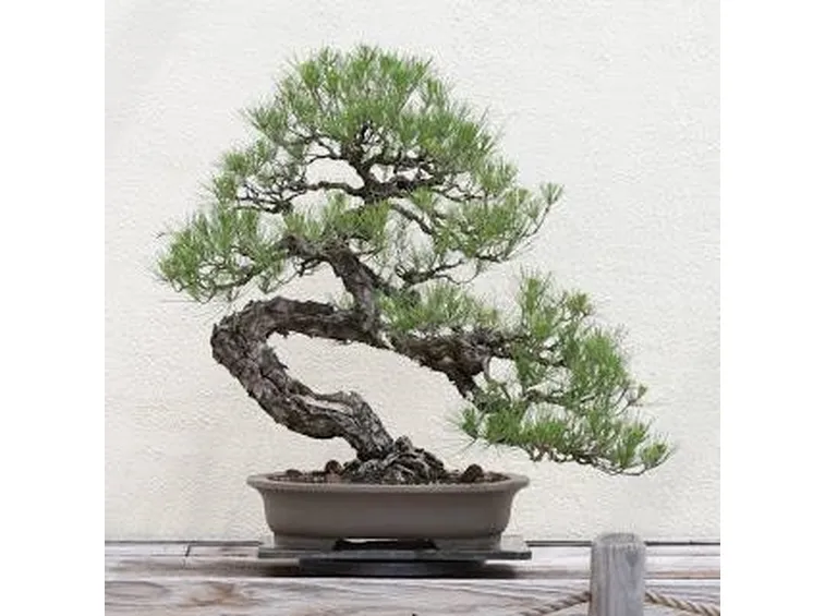 stili bonsai