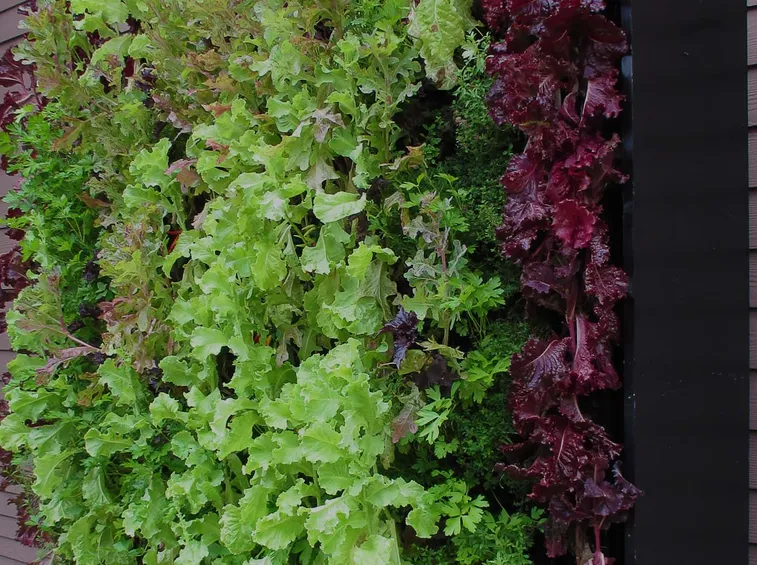 orto verticale insalata