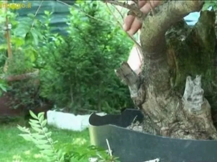 foto bonsai
