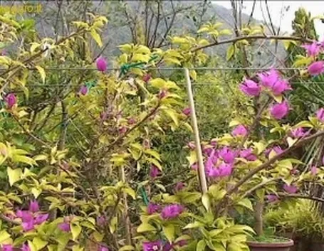bonsai rampicanti