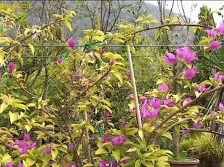 bonsai rampicanti
