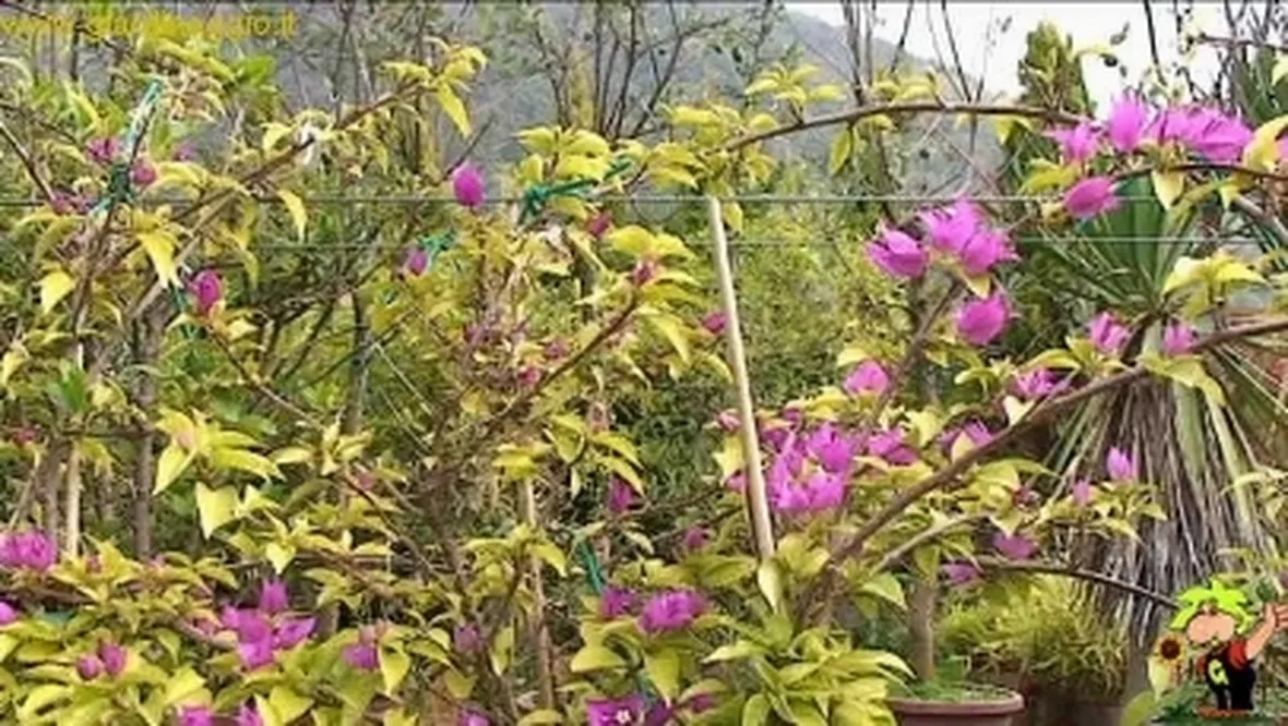 bonsai rampicanti