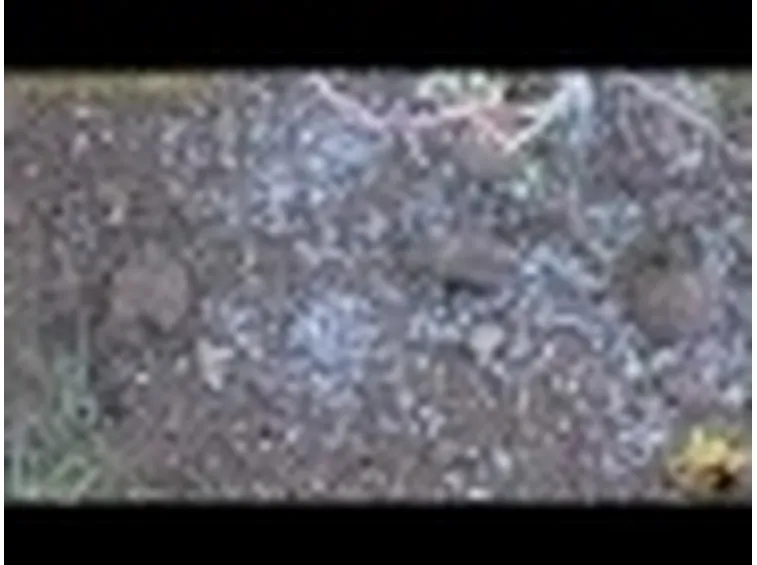 agrifoglio