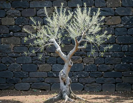 coltivare ulivo