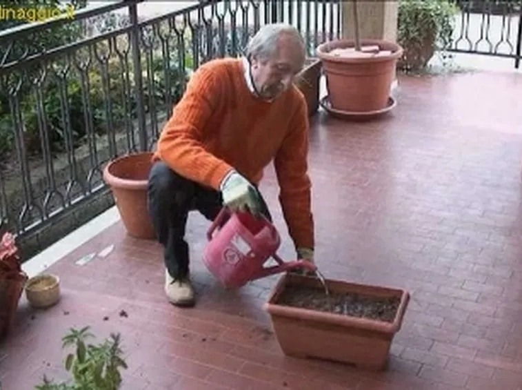 foto aromatiche